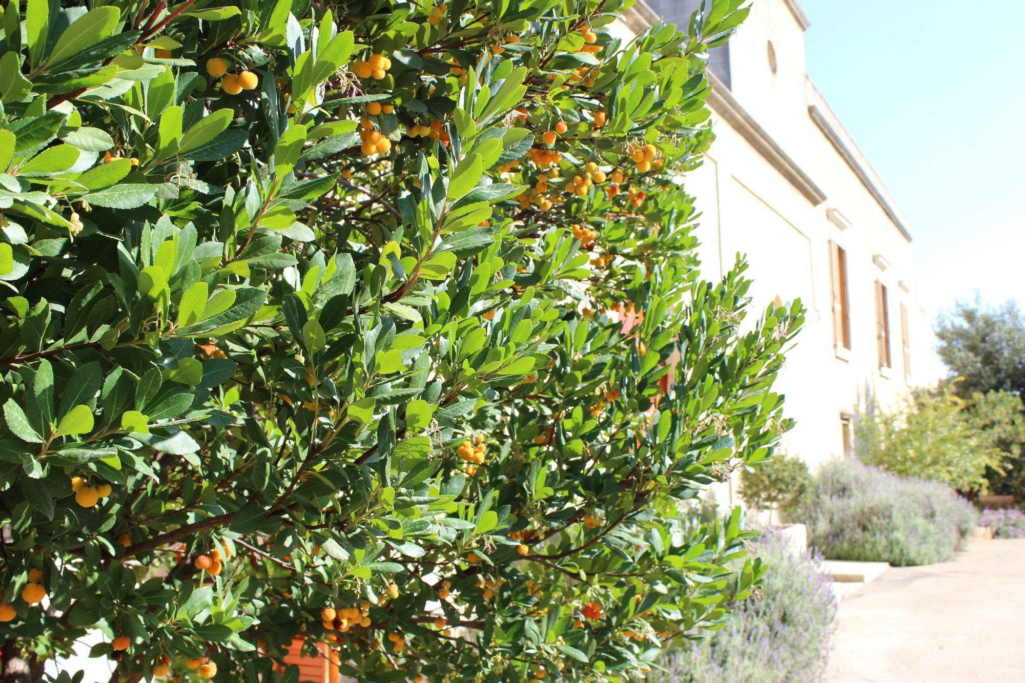 Masseria Pagani Nardò المظهر الخارجي الصورة